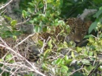 Leopard-1.JPG (156 KB)